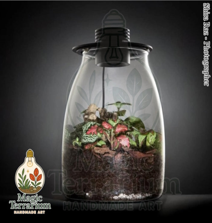 šæ Terrarium ā Magic | ××”××” ××§×”× ××××¢× šæ