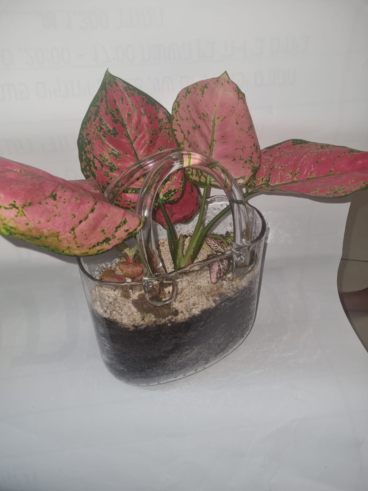 š Terrarium ā ×Ŗ××§ ××××¢ š