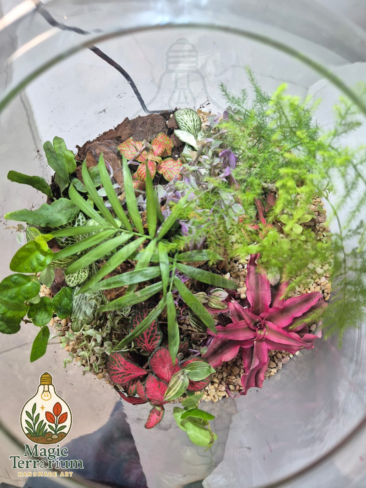 šæ Terrarium ā ××××× ××§×”×× šæ