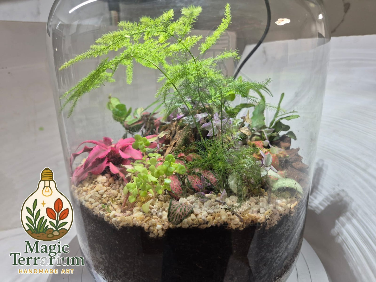 šæ Terrarium ā ××××× ××§×”×× šæ