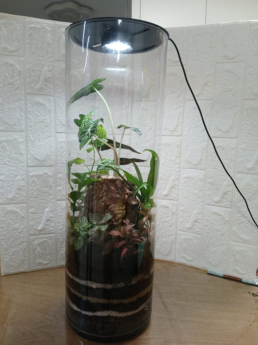 "The Grand Cylinder – הטרריום הגדול של MAGIC TERRARIUM"
