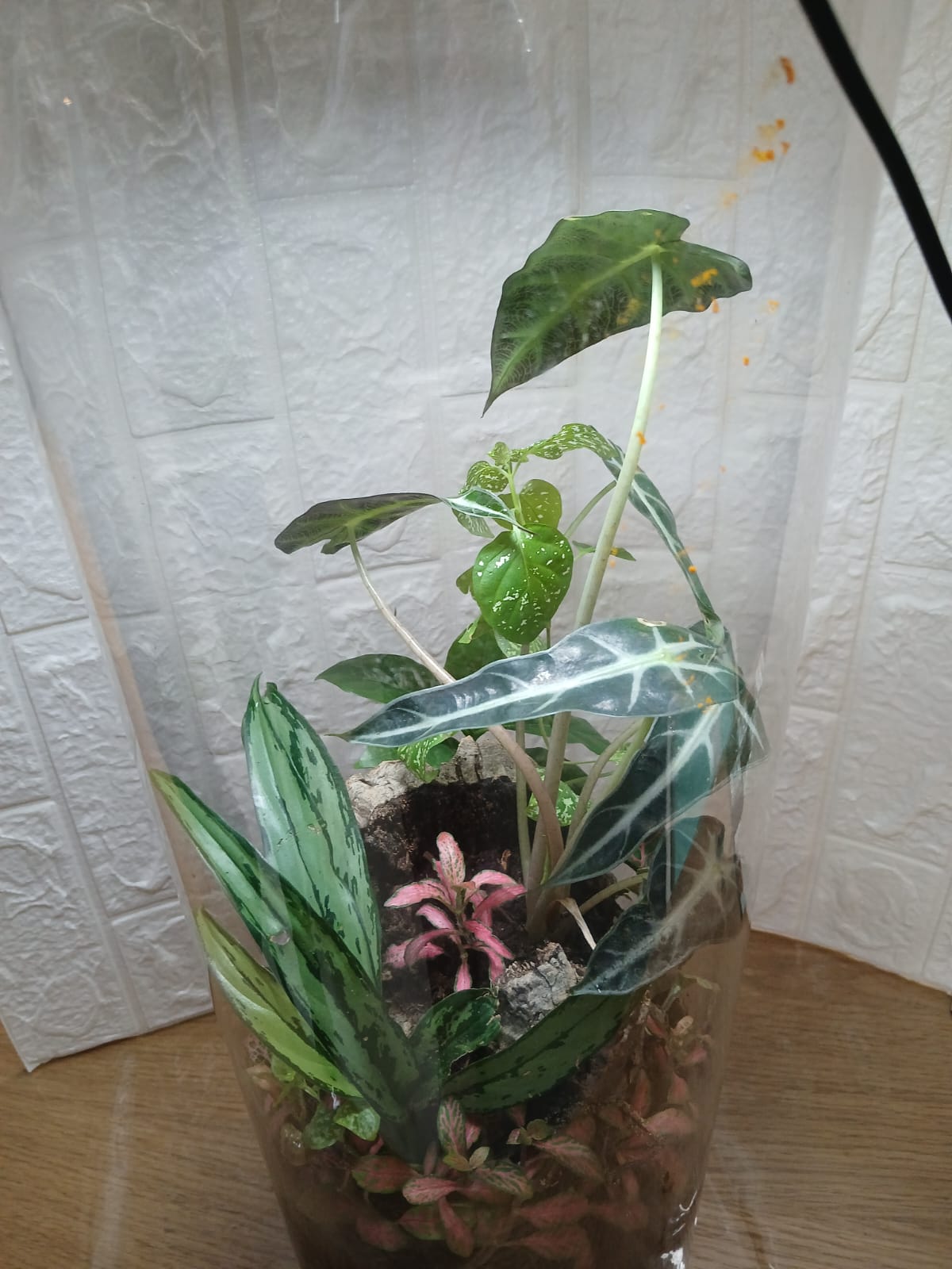 "The Grand Cylinder – הטרריום הגדול של MAGIC TERRARIUM"