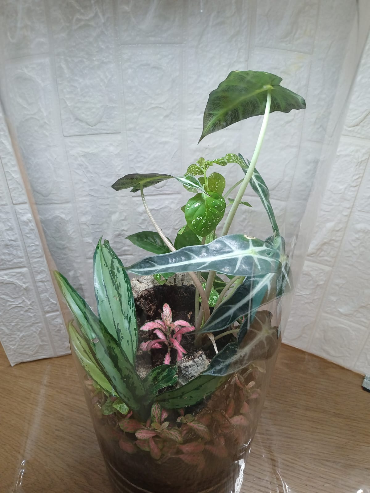 "The Grand Cylinder – הטרריום הגדול של MAGIC TERRARIUM"