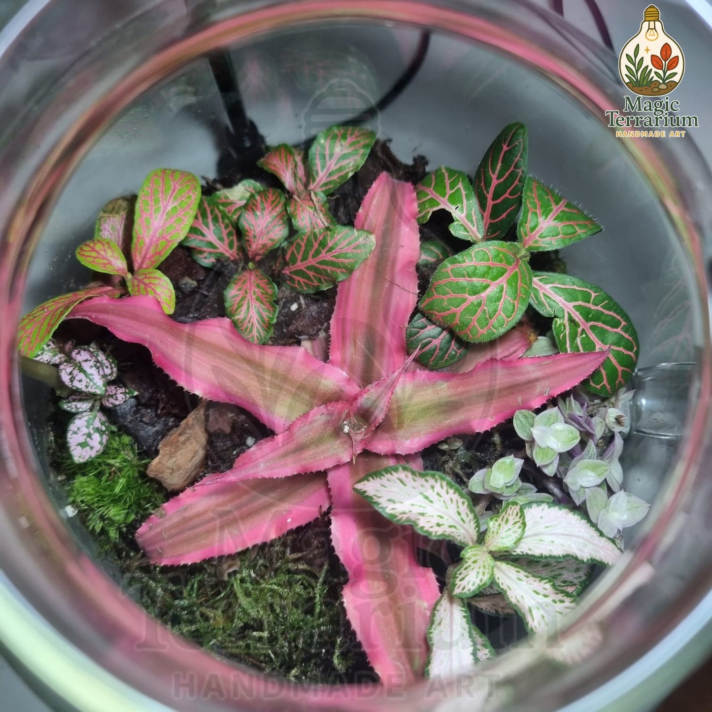 🍃 Terrarium – הקומקום הקסום 🍃