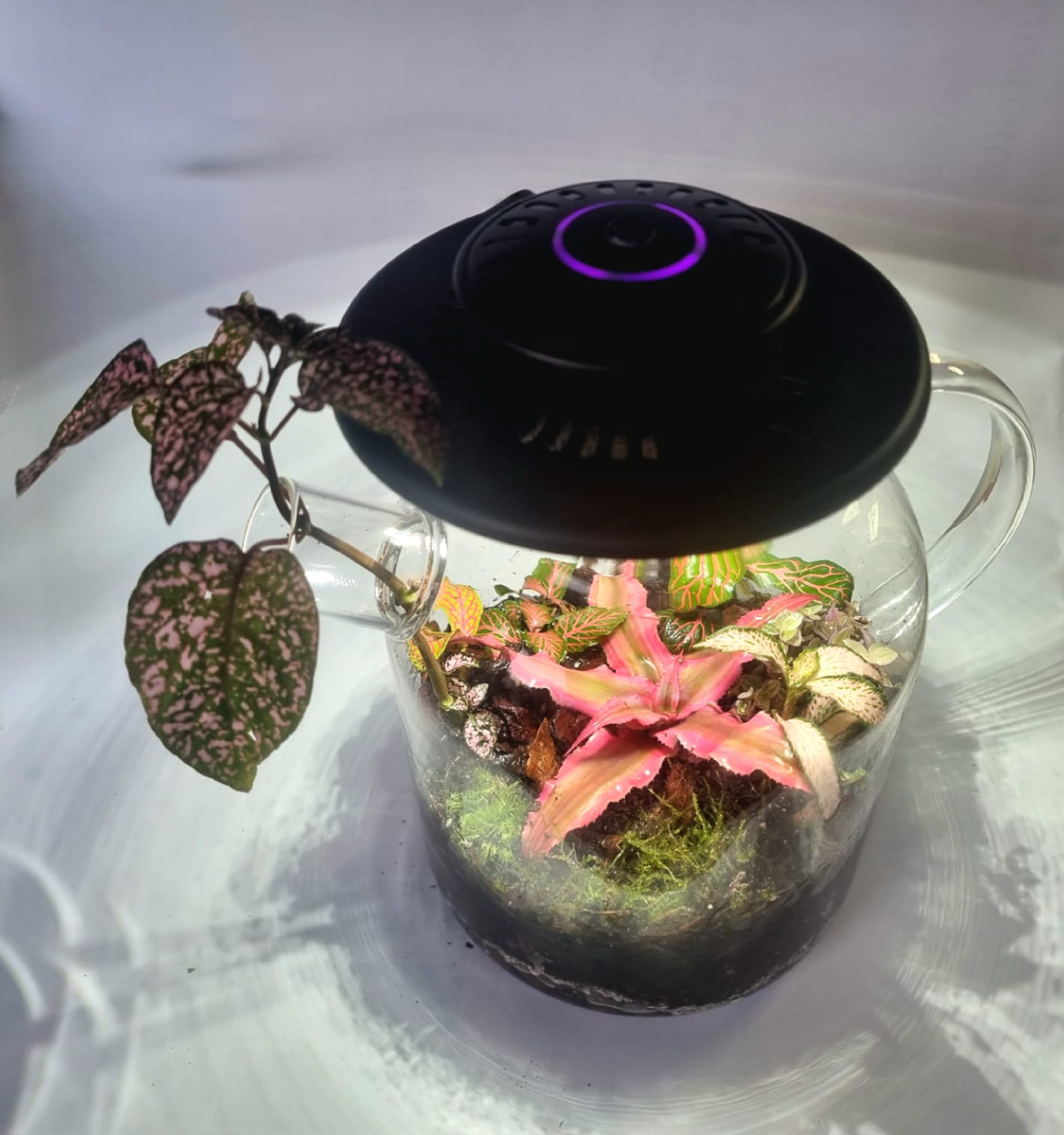 🍃 Terrarium – הקומקום הקסום 🍃