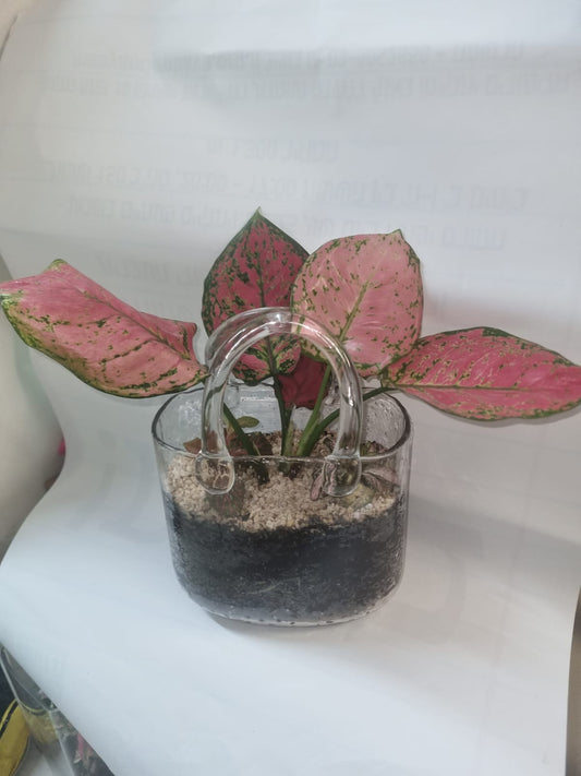 👜 Terrarium – תיק הטבע 👜