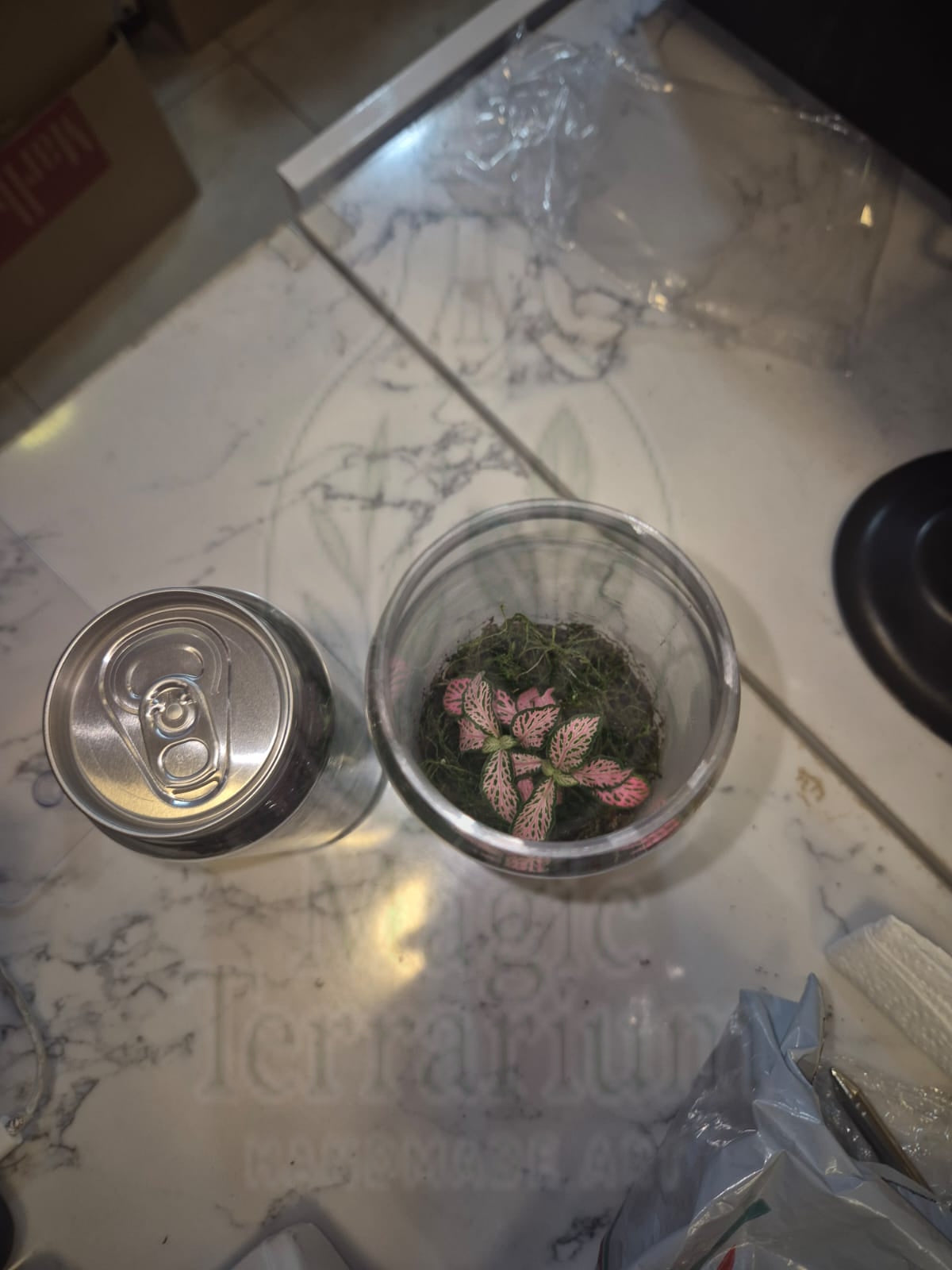 🌿 טרריום פחית – גרסה קומפקטית, מעוצבת ומפתיעה 🌿