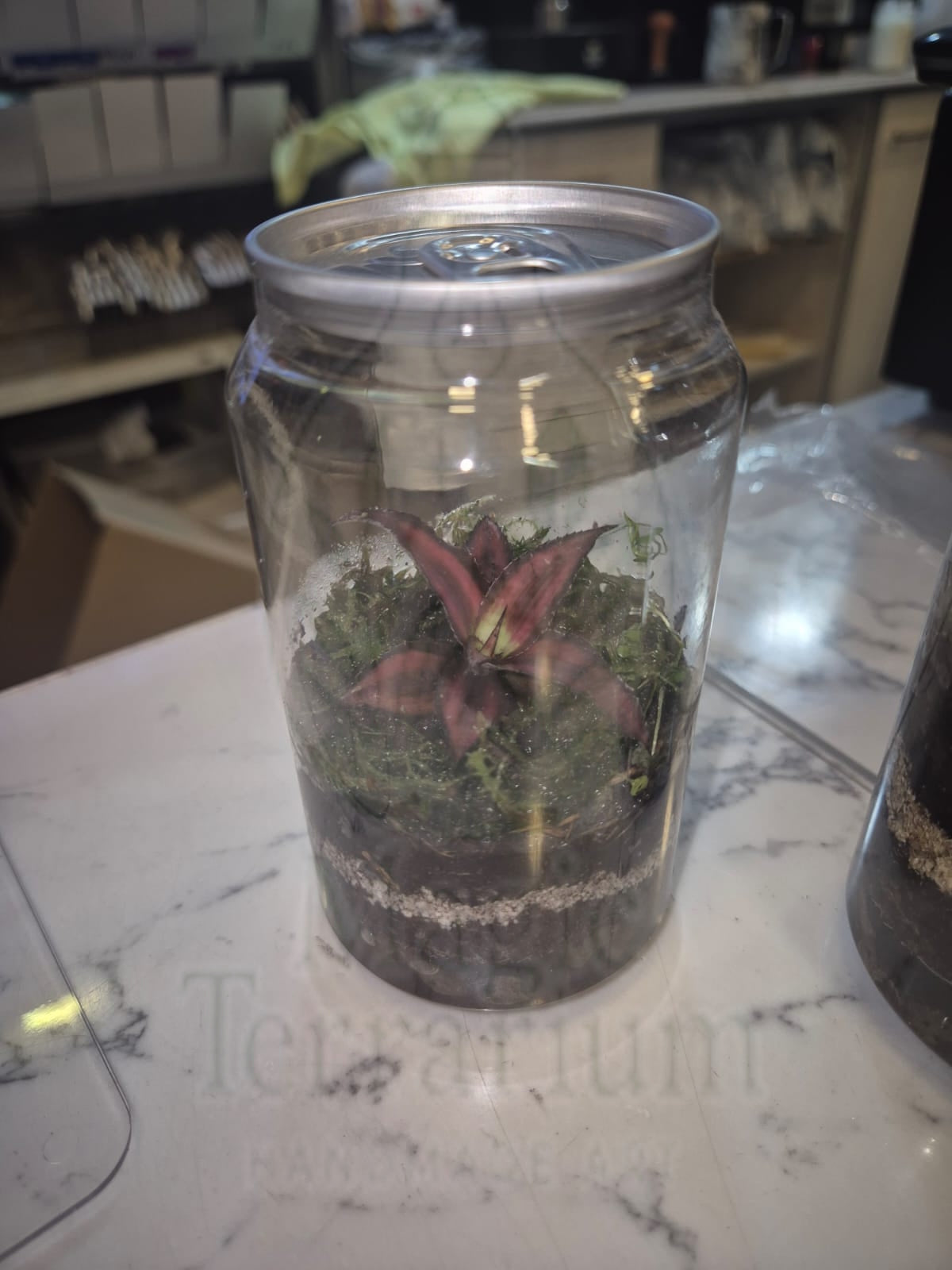 🌿 טרריום פחית – גרסה קומפקטית, מעוצבת ומפתיעה 🌿
