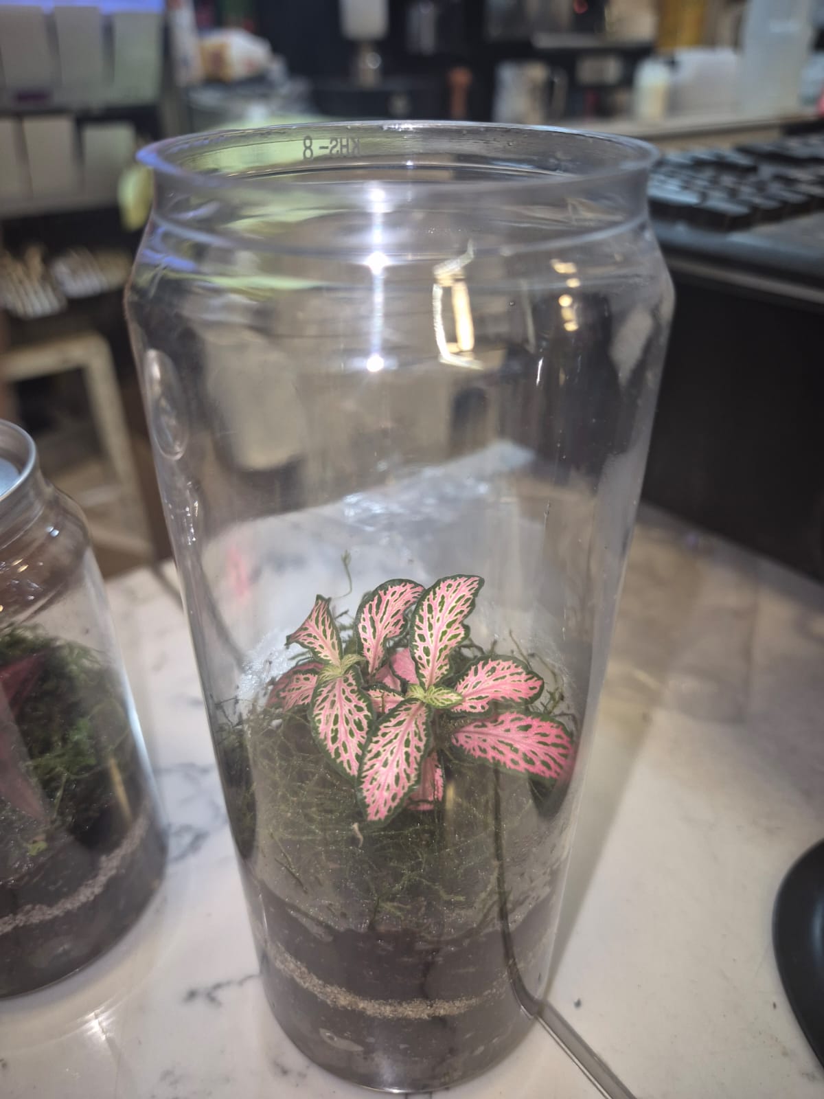 🌿 טרריום פחית – גרסה קומפקטית, מעוצבת ומפתיעה 🌿