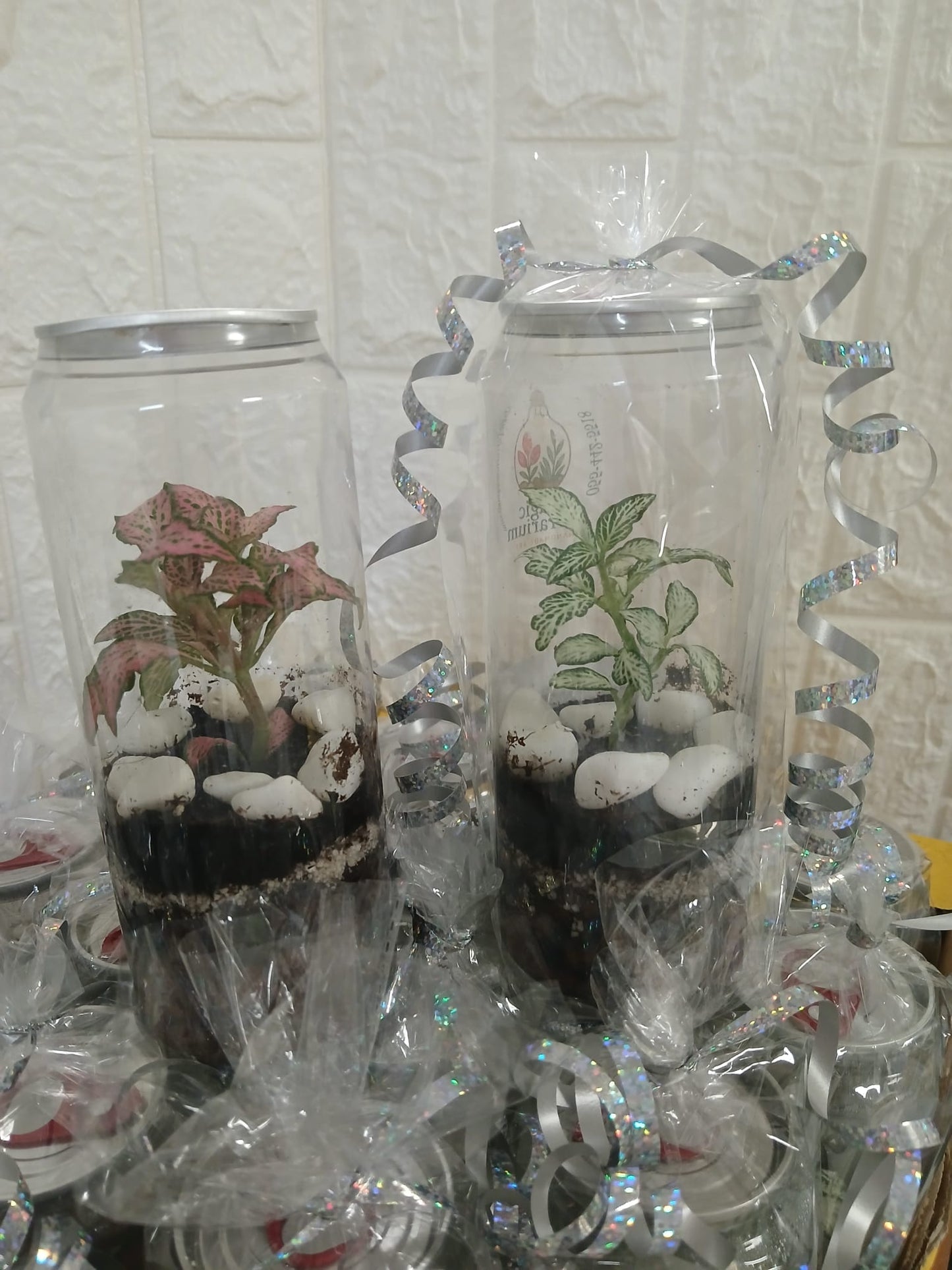🌿 טרריום פחית – גרסה קומפקטית, מעוצבת ומפתיעה 🌿
